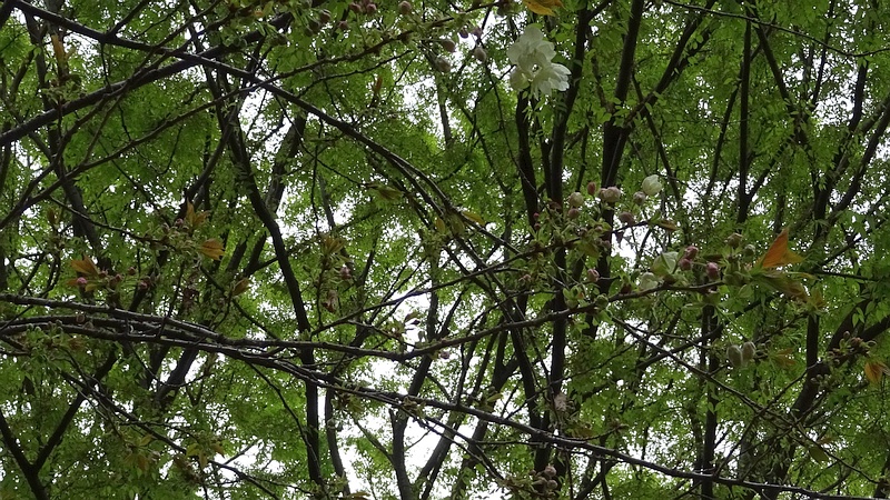 ウコンザクラの花 川崎市幸区さいわいふるさと公園