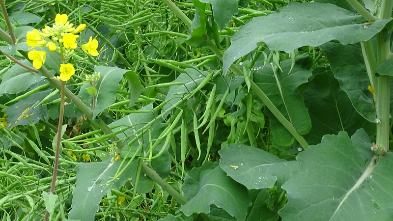 のらぼう菜の若い果実 川崎市幸区さいわいふるさと公園