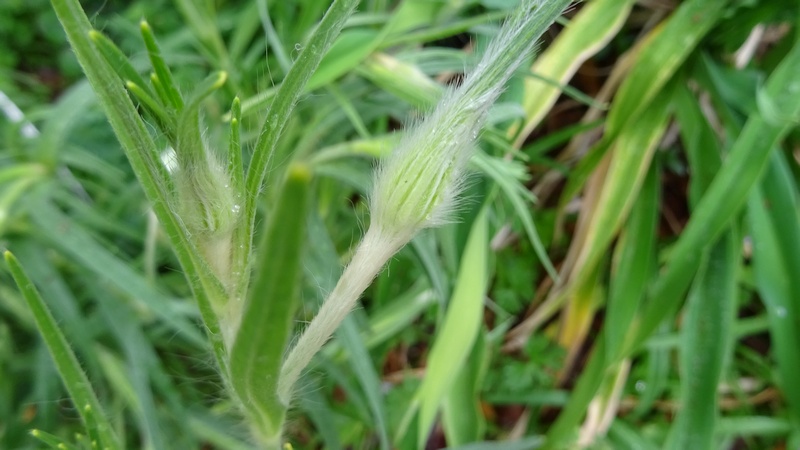 ムギセンノウの蕾 川崎市幸区さいわいふるさと公園