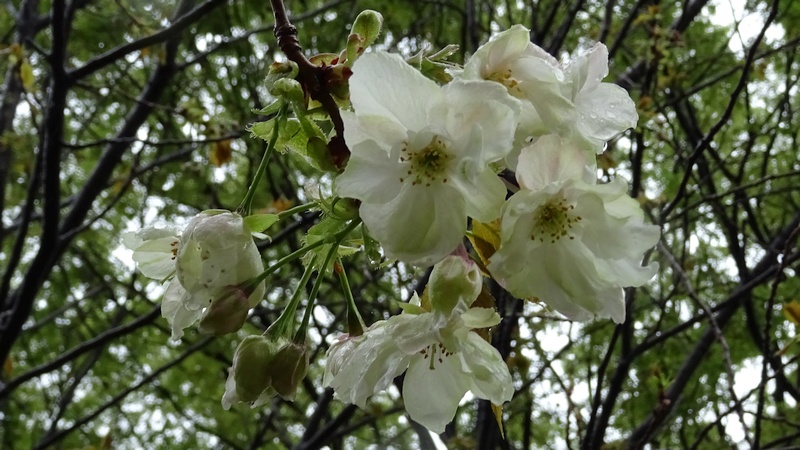 ウコンザクラの花 川崎市幸区さいわいふるさと公園