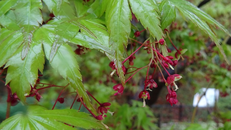 イロハモミジの花 川崎市幸区さいわいふるさと公園