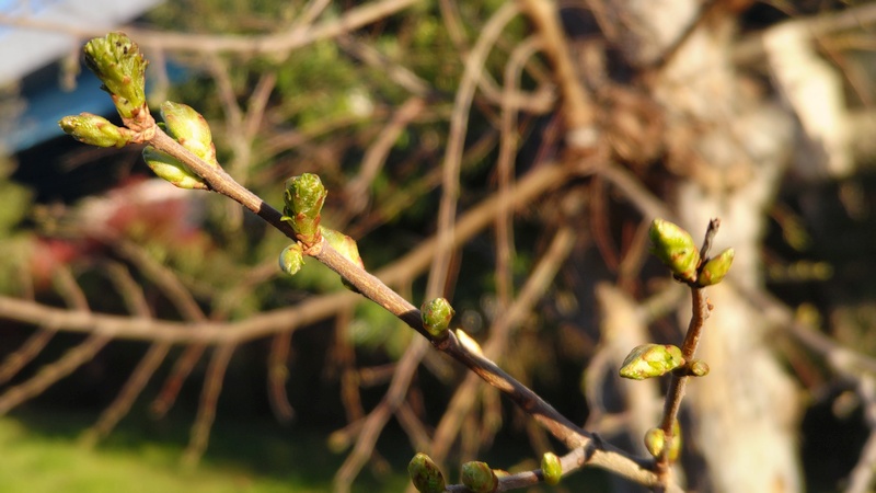 アキニレの芽吹き 川崎市幸区