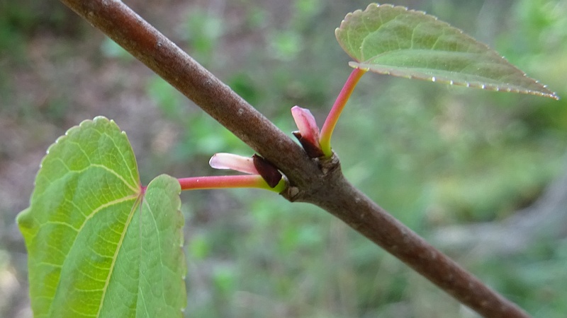 カツラの雌花 川崎市幸区さいわいふるさと公園
