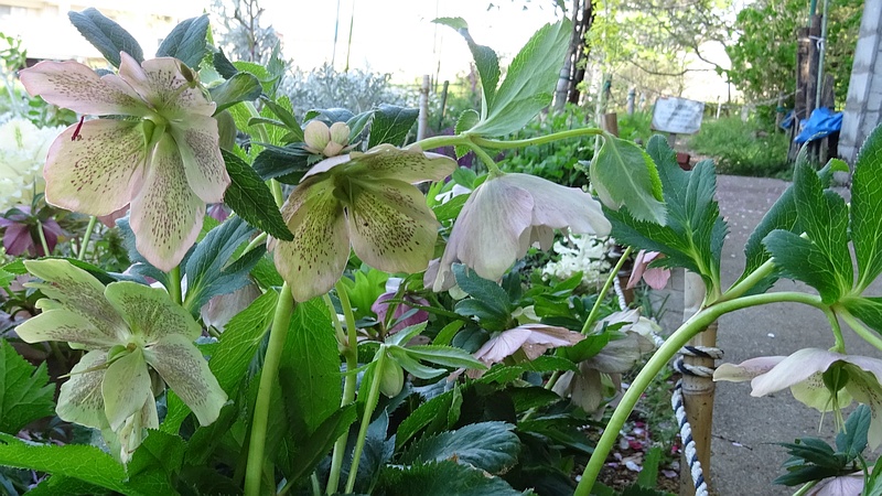 クリスマスローズの花 川崎市幸区さいわいふるさと公園