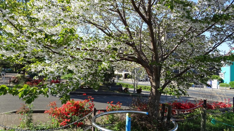 オオシマザクラの花 川崎市幸区さいわいふるさと公園