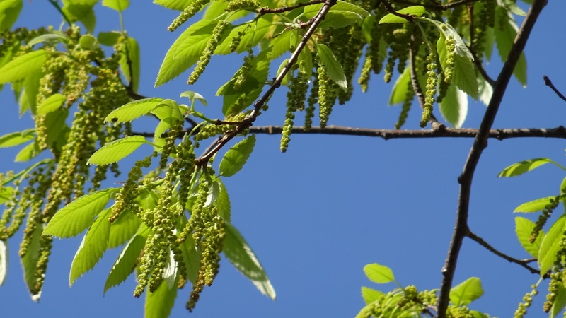クヌギの花 川崎市幸区さいわいふるさと公園