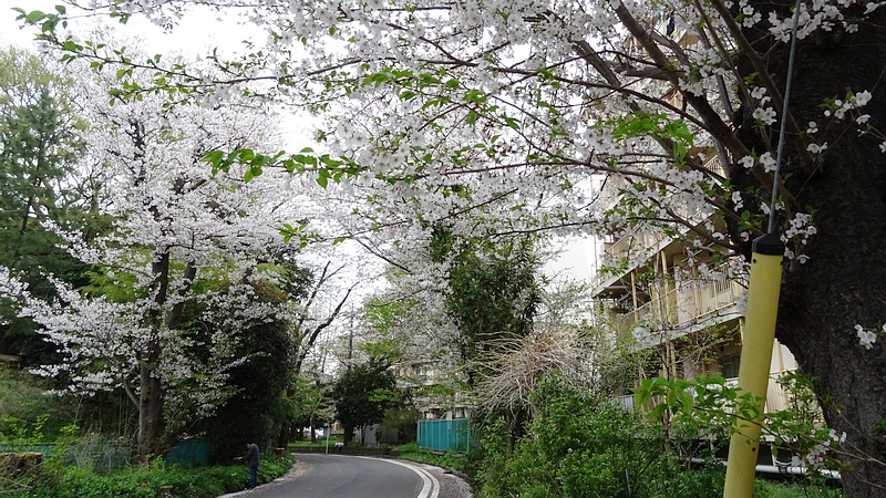 ソメイヨシノの花 横浜市旭区今宿南町