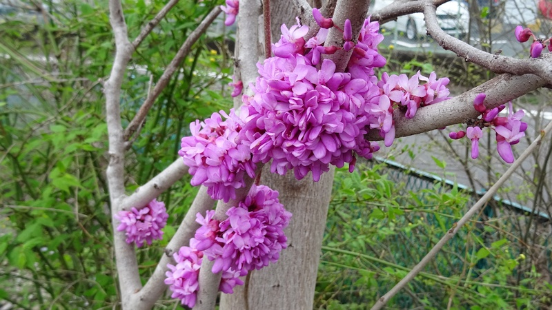 ハナズオウの花 横浜市旭区今宿南町