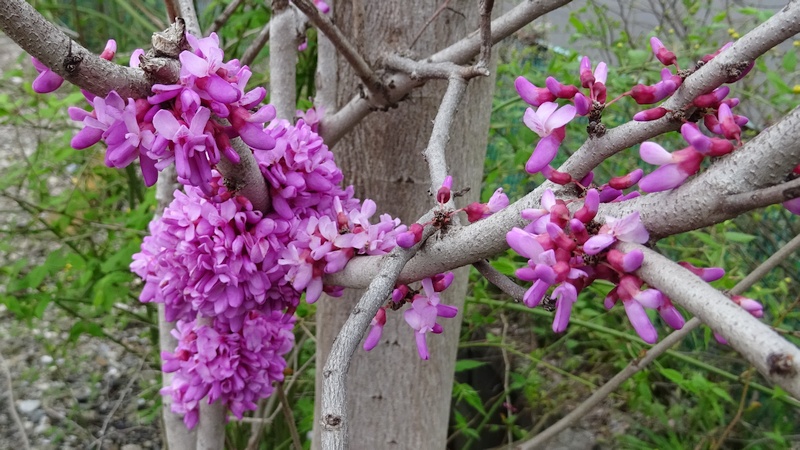 ハナズオウの花 横浜市旭区今宿南町