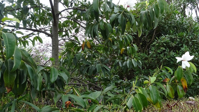 タイサンボクの花 横浜市旭区今宿南町