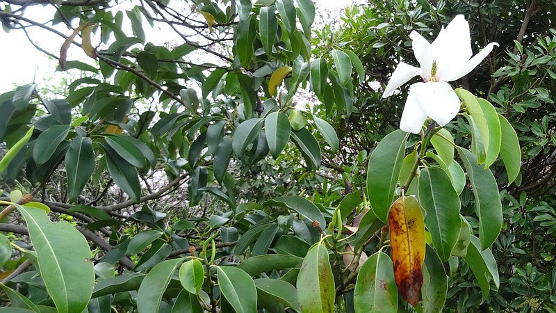タイサンボクの花 横浜市旭区今宿南町
