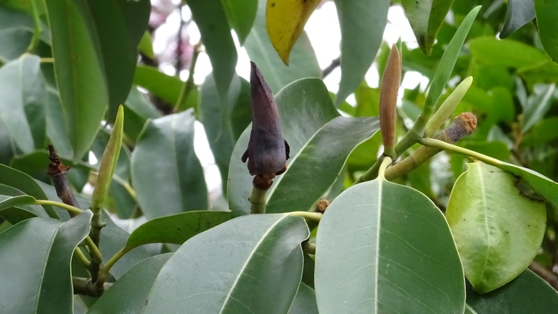 タイサンボクの花 横浜市旭区今宿南町
