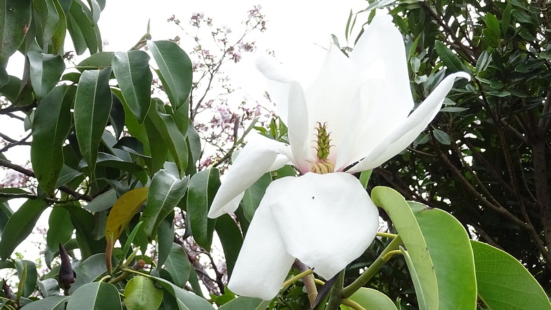 タイサンボクの花 横浜市旭区今宿南町