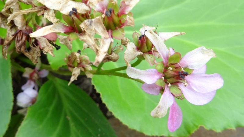 ヒマラヤユキノシタの花後 横浜市旭区今宿南町