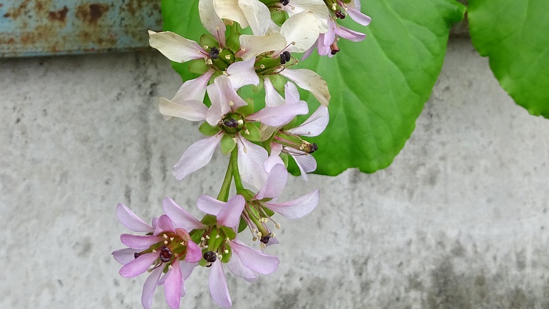 ヒマラヤユキノシタの花後 横浜市旭区今宿南町
