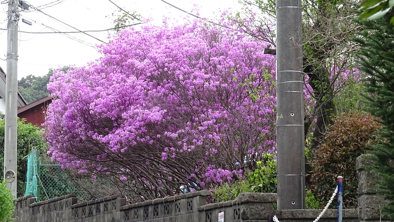 ミツバツツジの花 横浜市旭区今宿南町