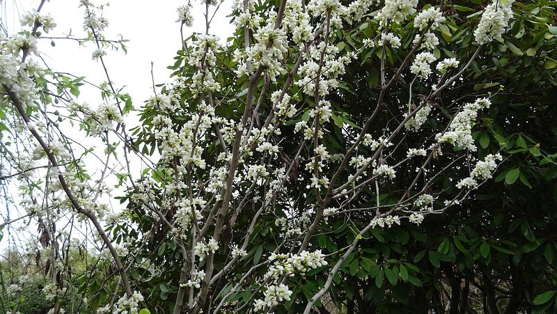 シロバナハナズオウの花 横浜市旭区今宿南町