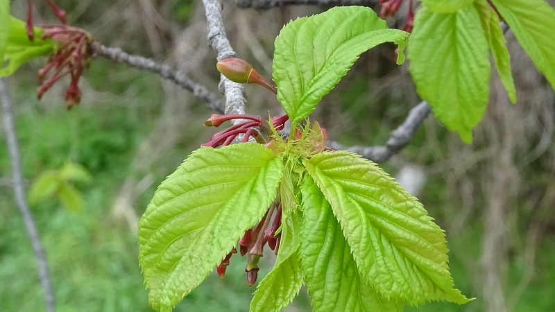 カンヒザクラの若い果実 横浜市旭区今宿南町
