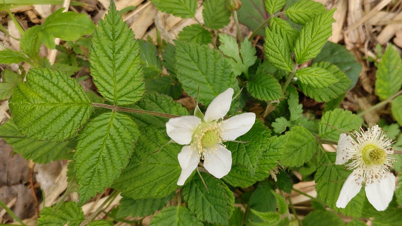 クサイチゴの花 横浜市旭区今宿町