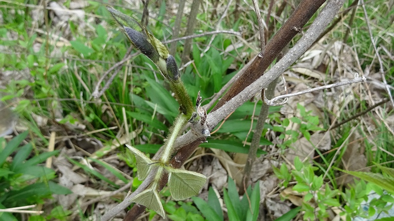 クズの芽 横浜市旭区今宿