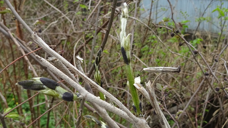クズの芽 横浜市旭区今宿