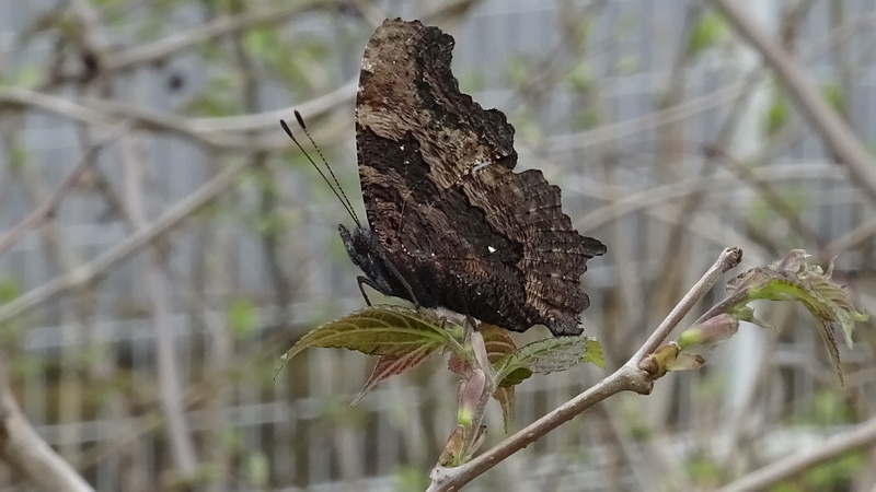 ルリタテハ 横浜市旭区今宿