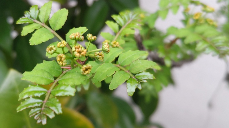 サンショウの蕾 横浜市旭区金が谷
