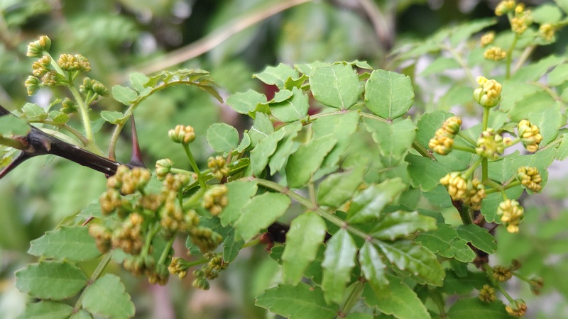 サンショウの蕾 横浜市旭区金が谷