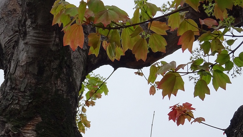 トウカエデの花 横浜市旭区金が谷