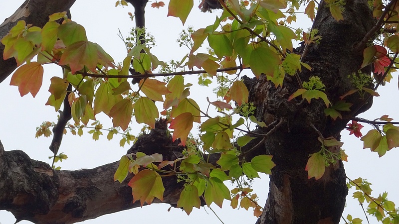 トウカエデの花 横浜市旭区金が谷
