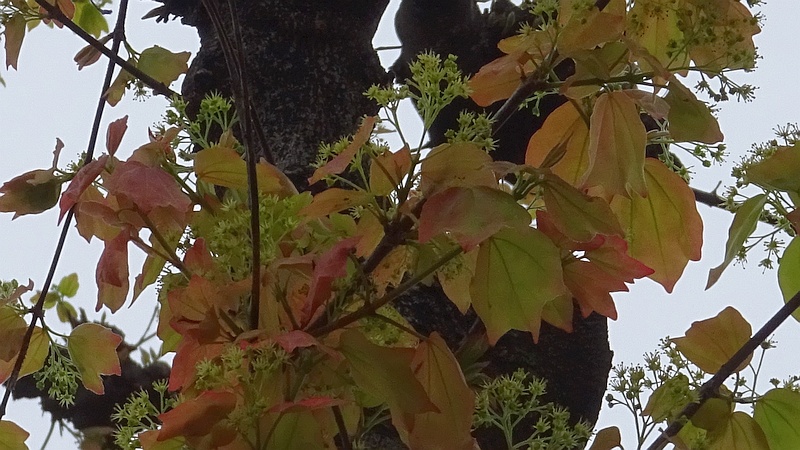 トウカエデの花 横浜市旭区金が谷