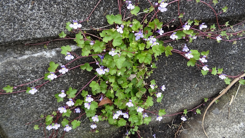 ツタバウンランの花 横浜市旭区金が谷