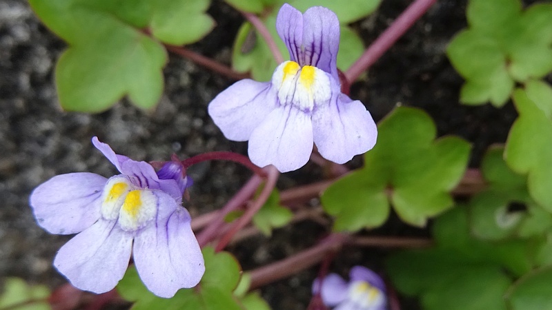 ツタバウンランの花 横浜市旭区金が谷