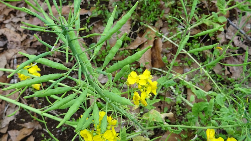 アブラナの若い果実 横浜市旭区矢指町矢指市民の森