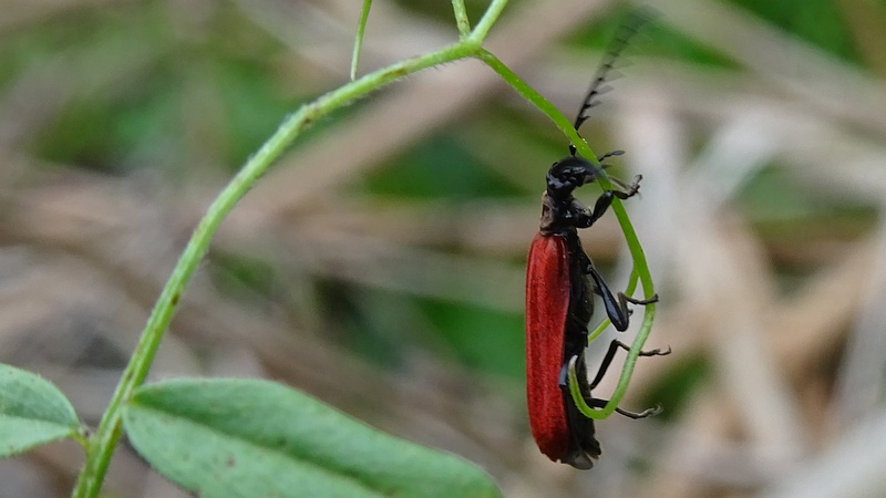 ベニカミキリ 横浜市旭区矢指町矢指市民の森