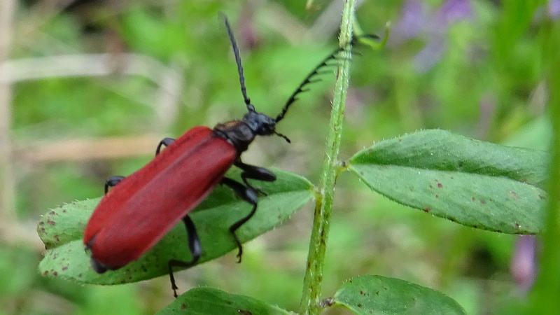 ベニカミキリ 横浜市旭区矢指町矢指市民の森