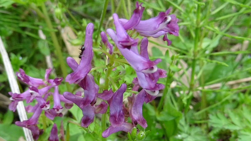 ムラサキケマンの花 横浜市旭区矢指町矢指市民の森