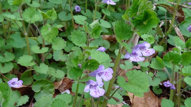 カキドオシの花 横浜市旭区矢指町矢指市民の森