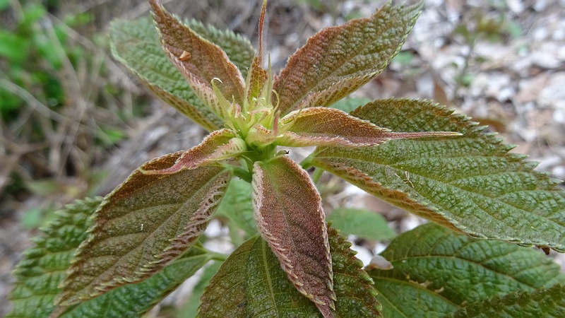イタドリ 横浜市旭区矢指町矢指市民の森