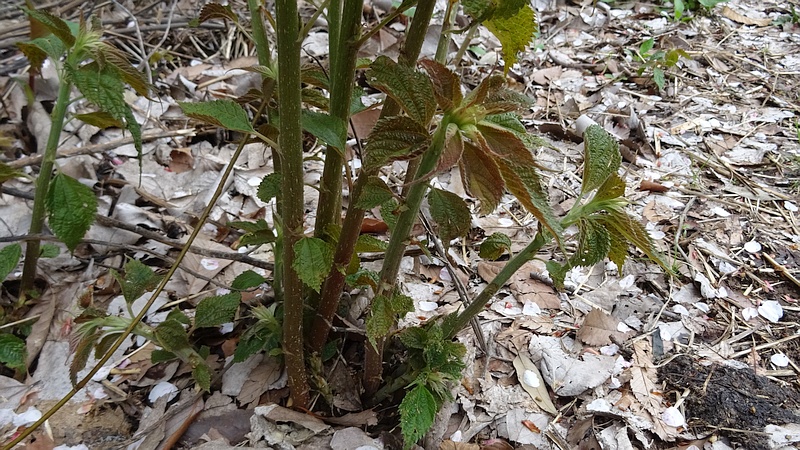 イタドリ 横浜市旭区矢指町矢指市民の森
