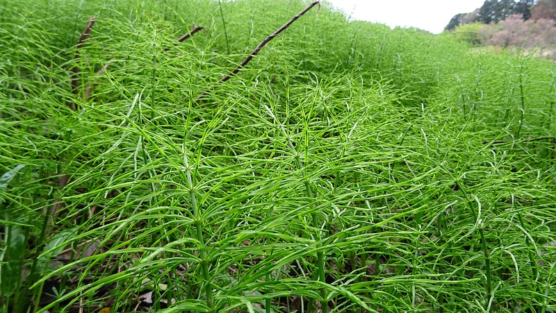 スギナ 横浜市旭区矢指町矢指市民の森