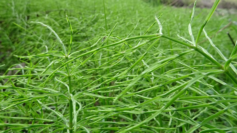 スギナ 横浜市旭区矢指町矢指市民の森