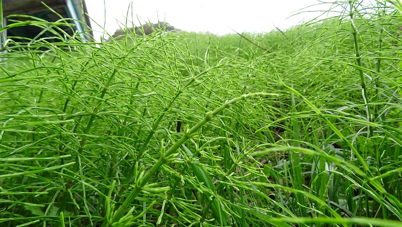 スギナ 横浜市旭区矢指町矢指市民の森