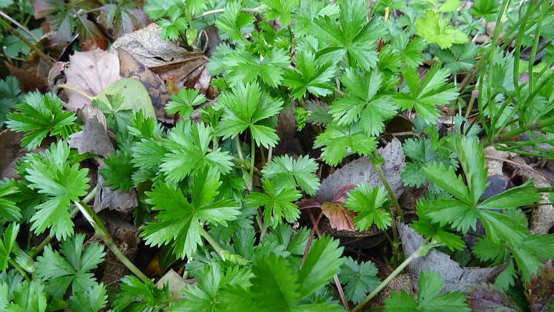 オヘビイチゴ 横浜市旭区矢指町矢指市民の森