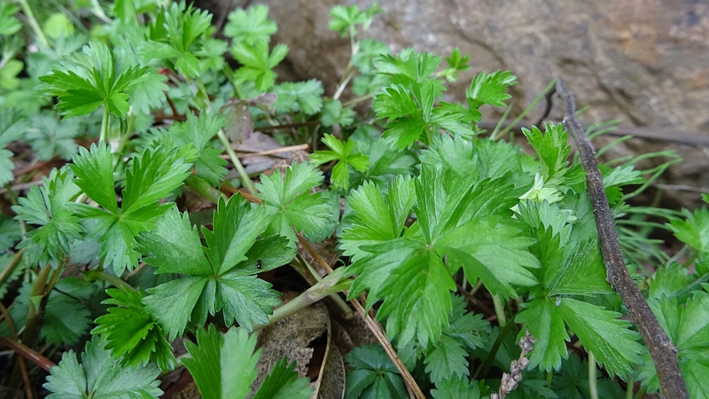 オヘビイチゴ 横浜市旭区矢指町矢指市民の森