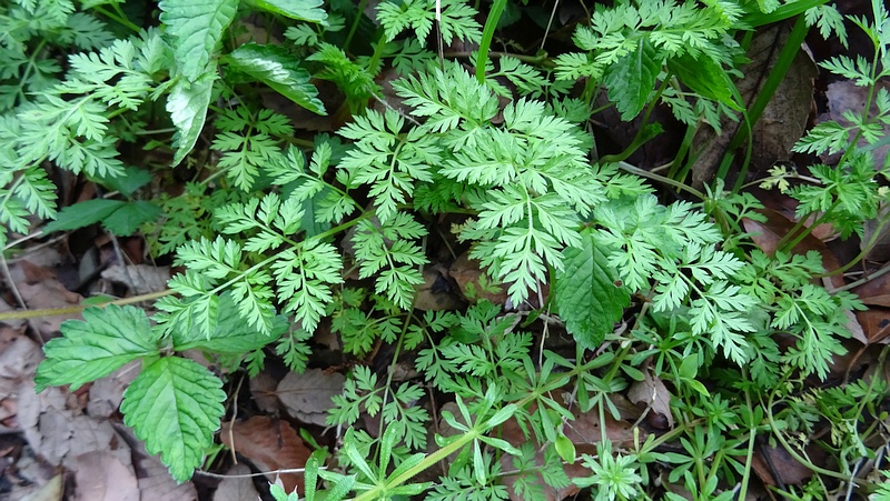 ヤブニンジン 横浜市旭区矢指町矢指市民の森