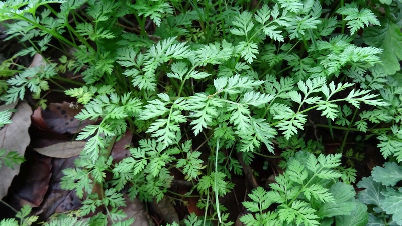 ヤブニンジン 横浜市旭区矢指町矢指市民の森