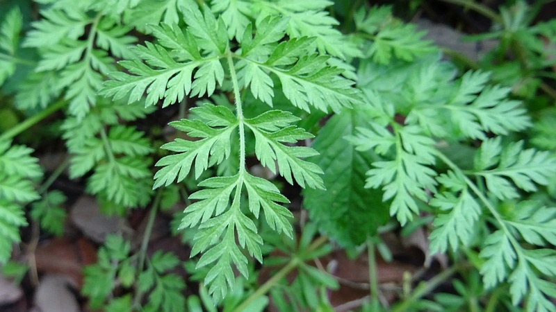 ヤブニンジン 横浜市旭区矢指町矢指市民の森