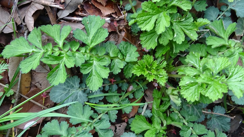 ダイコンソウ 横浜市旭区矢指町矢指市民の森