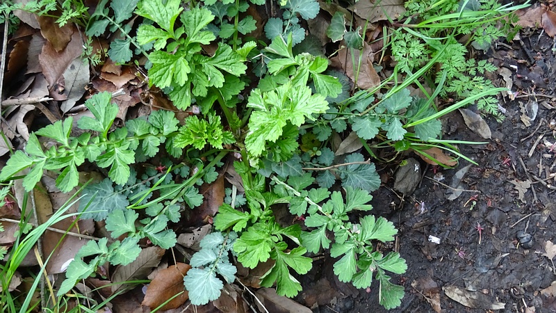 ダイコンソウ 横浜市旭区矢指町矢指市民の森